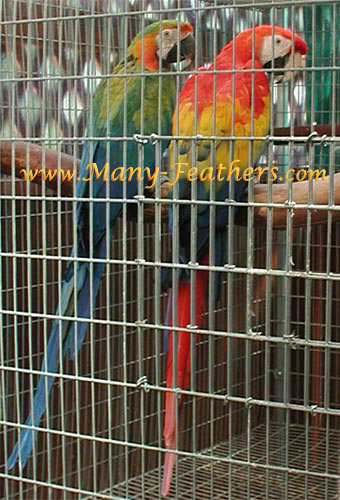 Catalina Macaw, Lilly & Scarlet Macaw, Gabriel