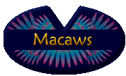 Macaws