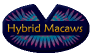 Hybrid Macaws