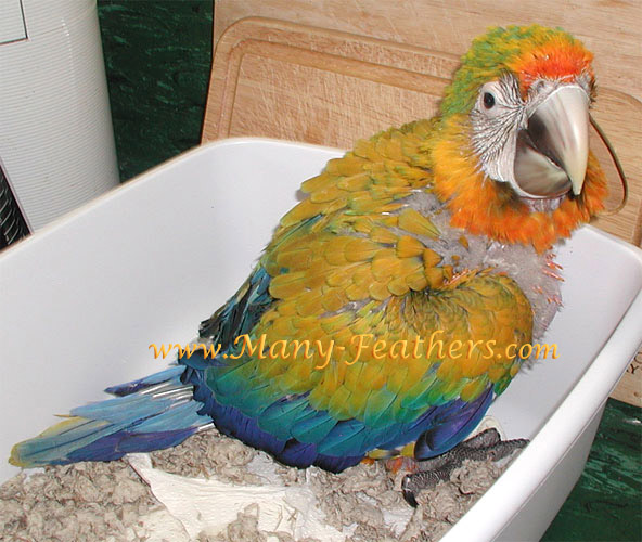 49 day old Camelina Macaw, Sundance