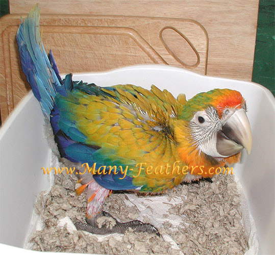 7 week old baby Camelina Macaw, Sundance