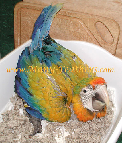 Yellow Dominant baby Camelina Macaw