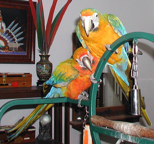 Camelot & Camelina Macaw