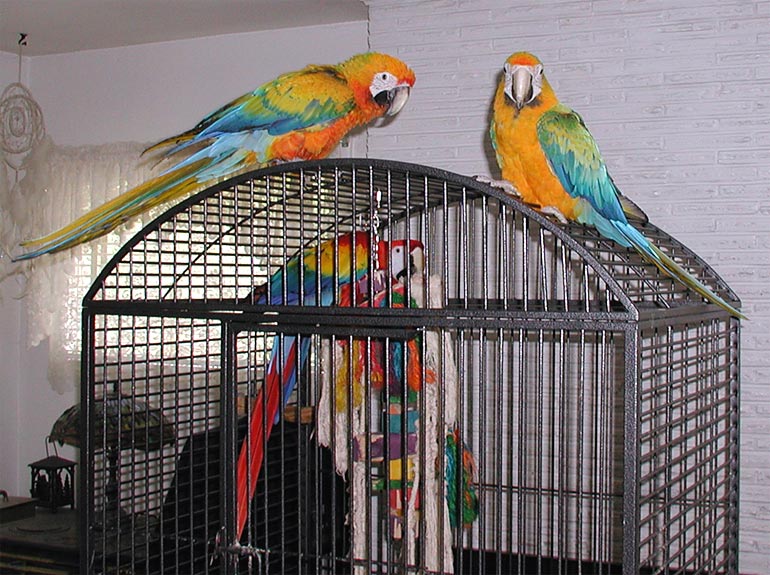 Camelot, Camelina & Capri macaw