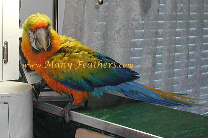 12 week old yellow dominant Camelina Macaw, Sundance