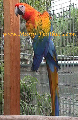 Parent Rasied Camelot Macaw hen, Autumn