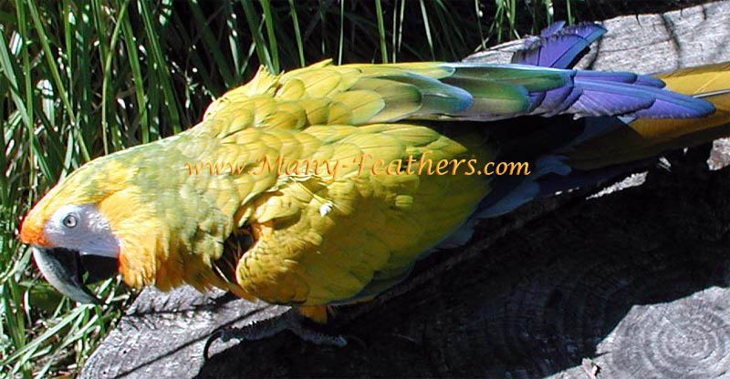 Close up of  feathers
