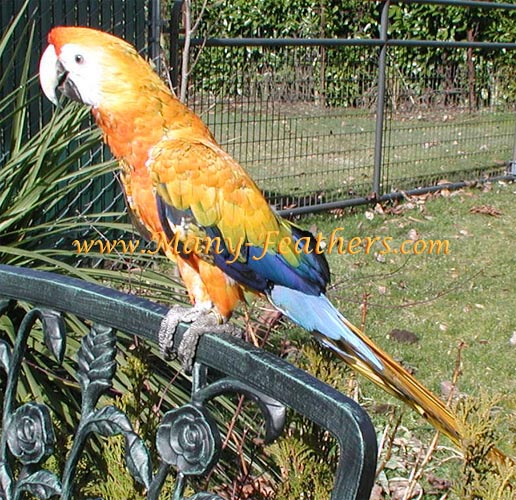 Capri Macaw, Blondie