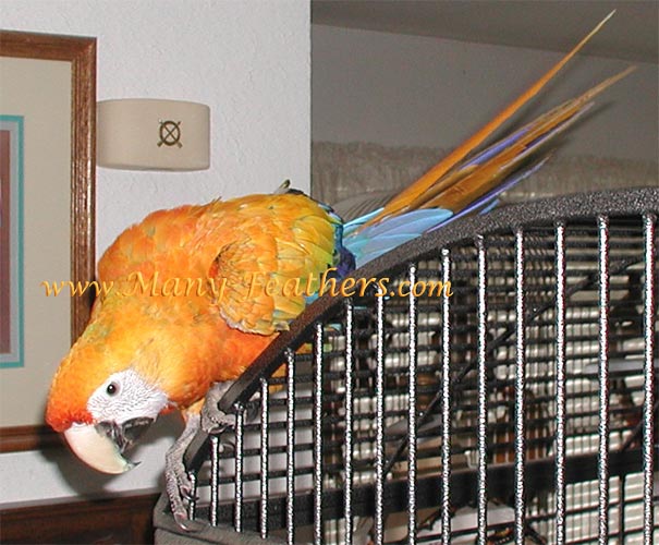 Yellow Dominant Capri Macaw, Blondie