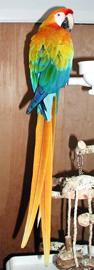 Capri Macaw, Liberty