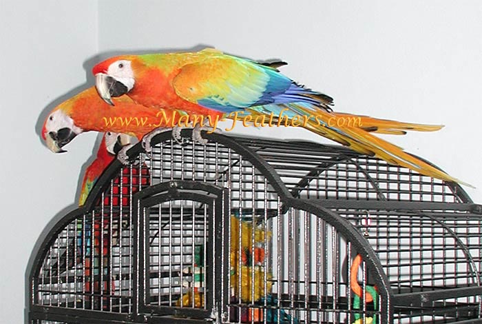 Capri Macaw Siblings, Flame, Phoenix & Sunkist