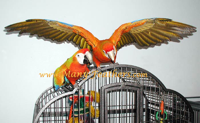 Capri Macaws, Sunkist & Phoenix