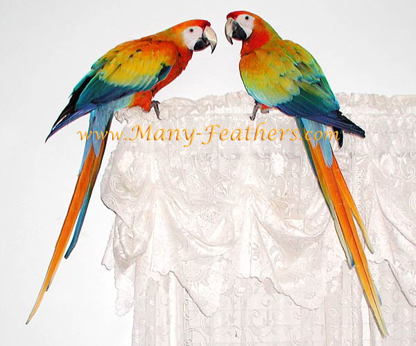 Capri Macaw brothers, Phoenix & Sunkist