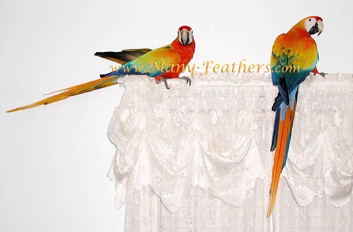 Capri Macaws, Sunkist & Phoenix