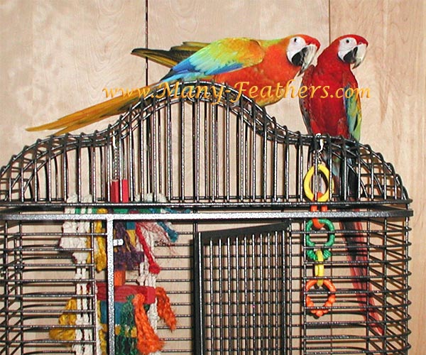 Capri Macaw siblings, Sunkist & Flame