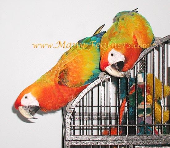 Capri Macaw brothers, Liberty & Sunkist