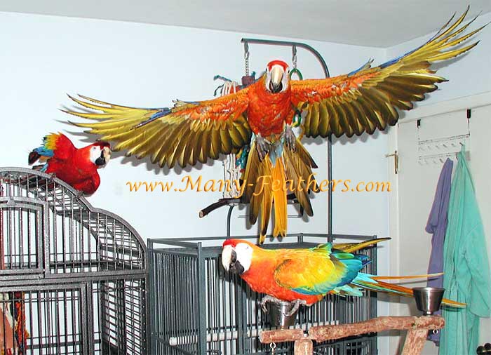 Capri Macaw Flying