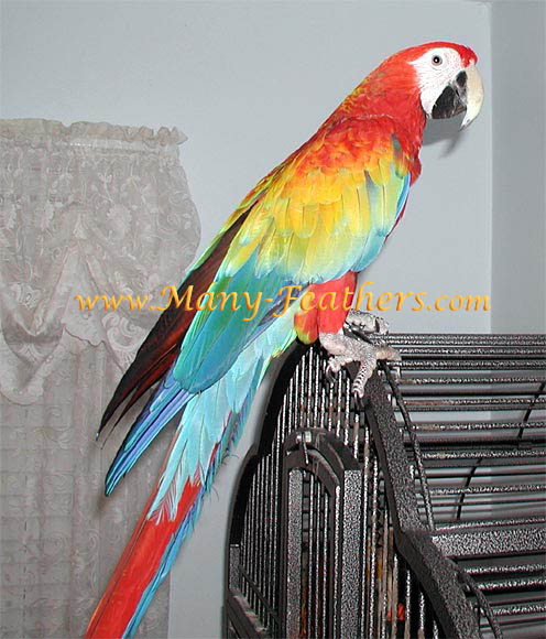 Capri Macaw, Flame