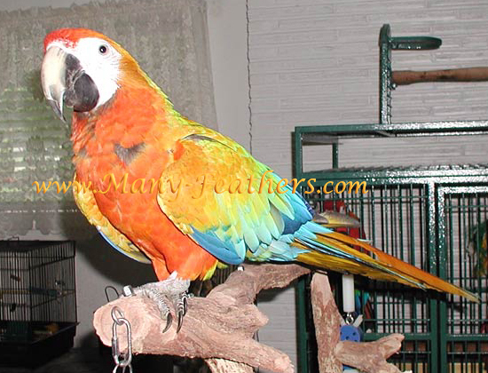 15 mo. old Capri Macaw, Sunkist