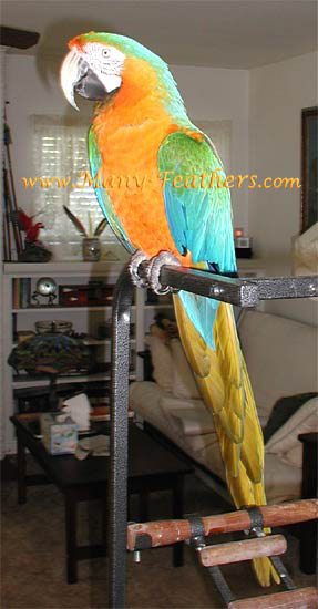 Catalina Macaw Hen - Marilyn