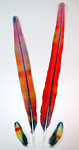 Scarlet Macaw Rainbow Feathers