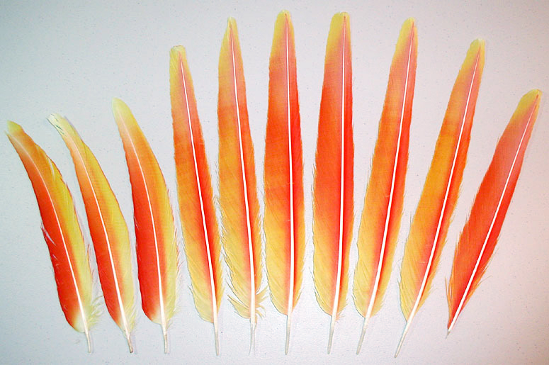 Yellow Shamrock Macaw Tail Feathers