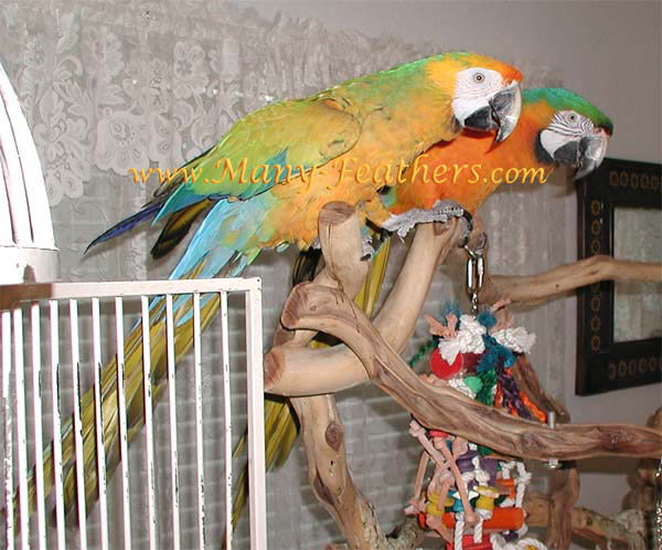 Camelot & Catalina Macaws