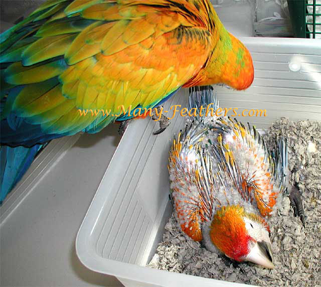 Capri Macaws