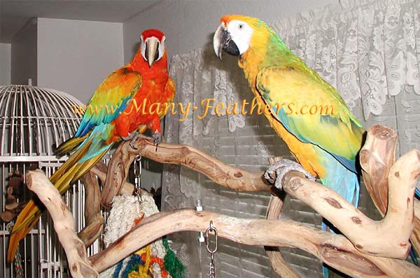 Hybrid Capri & Camelot Macaw